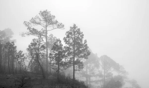 Gran Canaria, novembre — Photo