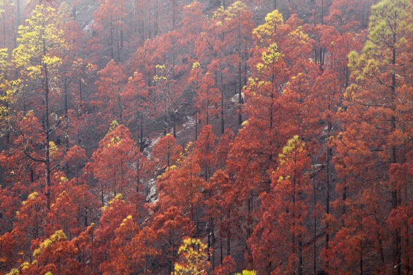 Gran Canaria, Novembro — Fotografia de Stock