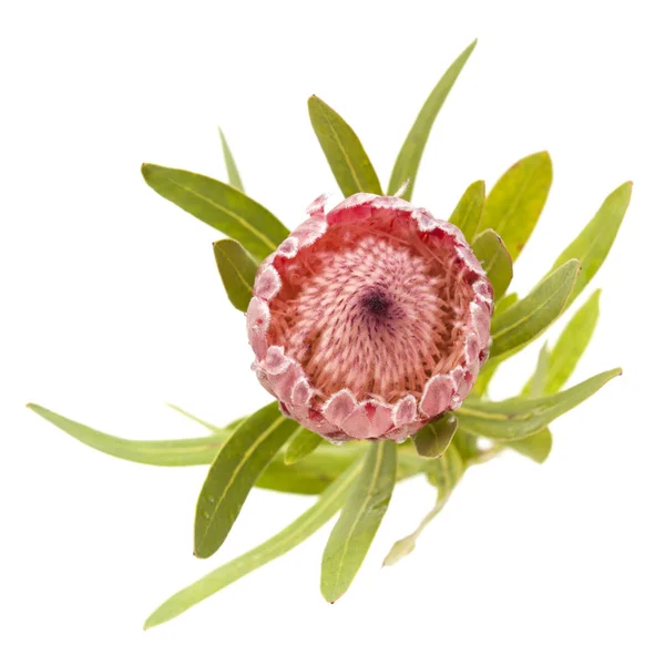 Rosa Protea-Blüte — Stockfoto