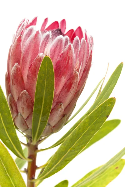 Flor de protea rosa — Fotografia de Stock