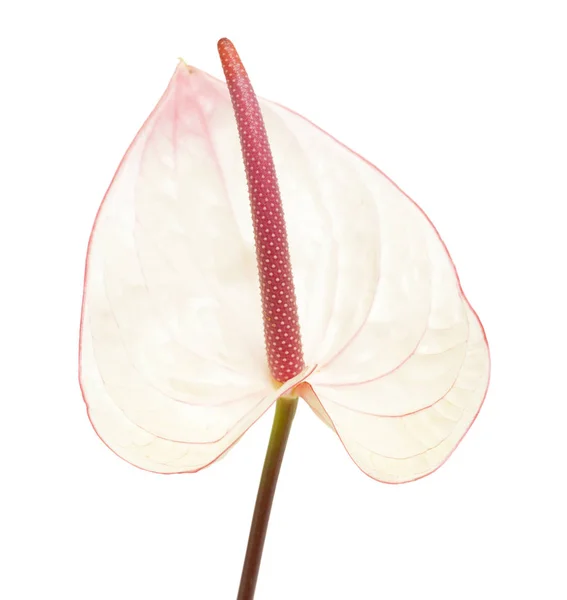 Roze Anthurium geïsoleerd — Stockfoto