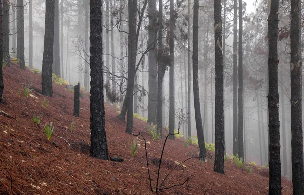 Gran Canaria, november — Stockfoto