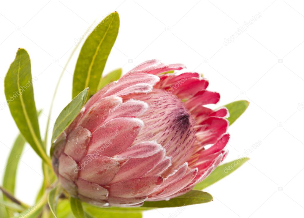 pink protea flower