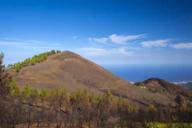 Büyük Kanarya, Kasım