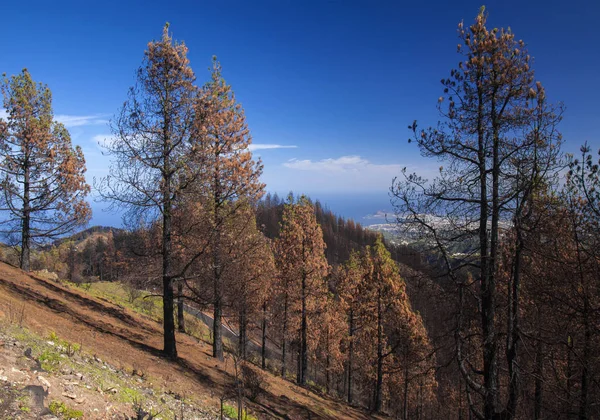 Gran Canaria, November — 스톡 사진