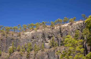 Büyük Kanarya, Kasım