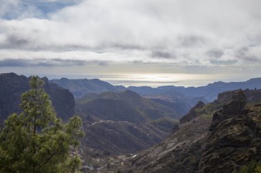 Büyük Kanarya, Aralık