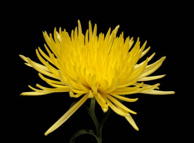 Sarı yıldız kasımpatısı