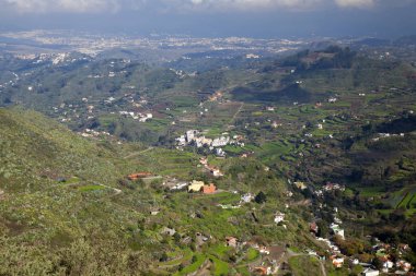 Büyük Kanarya, Aralık