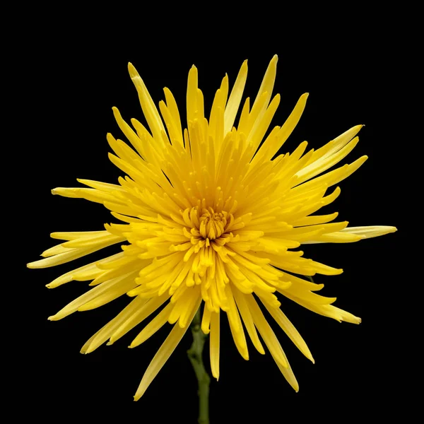 Желтая звезда хризантема — стоковое фото