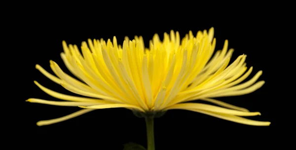 Желтая звезда хризантема — стоковое фото