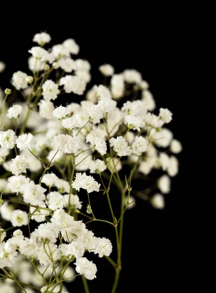 Baby breath isolated — Stock Photo, Image