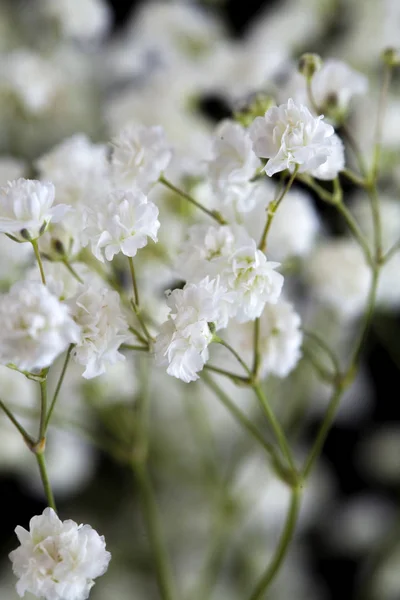 Baby breath isolated — Stock Photo, Image