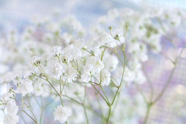 festive background with gypsophila flowers