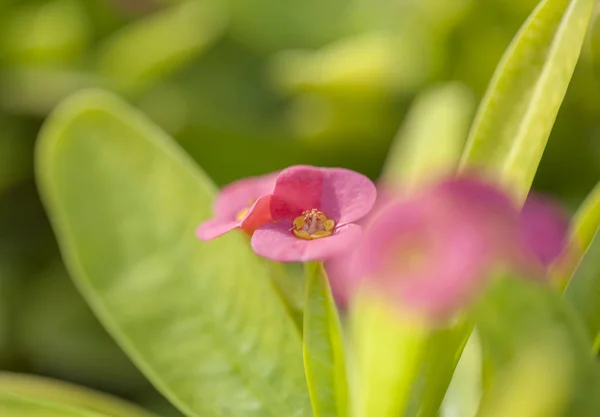 Euphorbia milii fundo — Fotografia de Stock