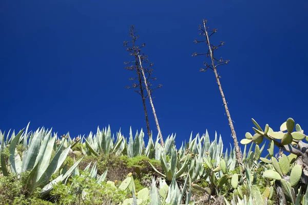 Flora de gran canaria — Fotografia de Stock