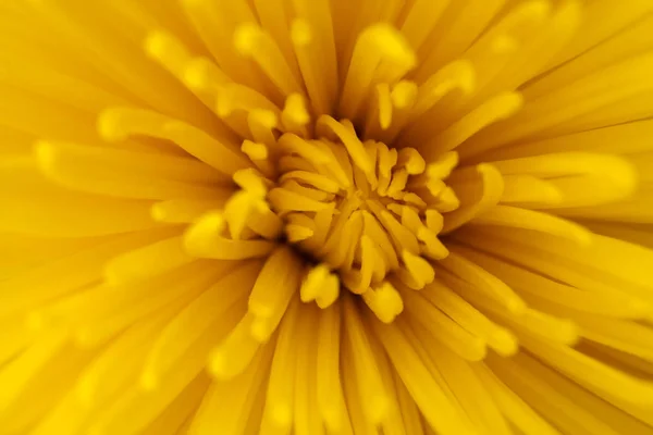 Étoile jaune chrysanthème — Photo