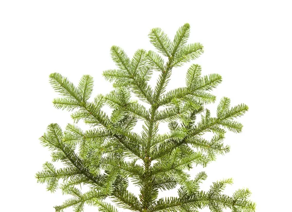 Branch of noble fir — 스톡 사진