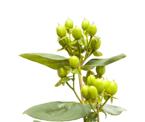 Hypericum androsaemum green berries — Stock Photo, Image