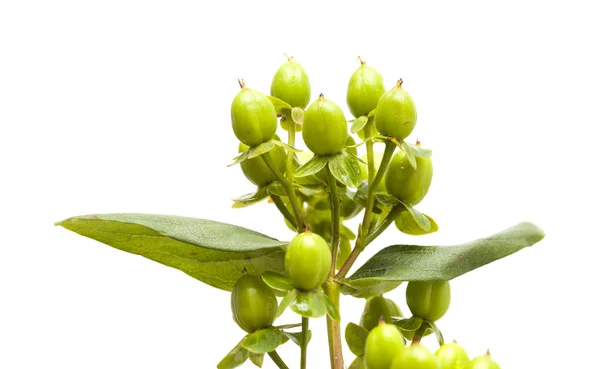 Hypericum androsaemum bagas verdes — Fotografia de Stock