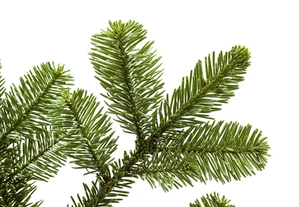 Branch of noble fir — 스톡 사진