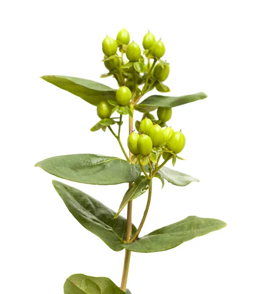 Hypericum androsaemum gröna bär — Stockfoto