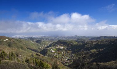 Büyük Kanarya, Aralık