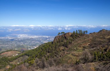 Büyük Kanarya, Aralık