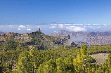 Büyük Kanarya, Aralık