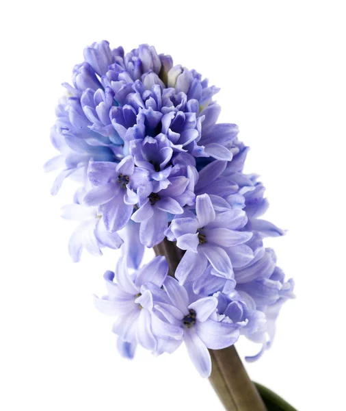 Blue Hyacinth isolated on white — Stock Photo, Image