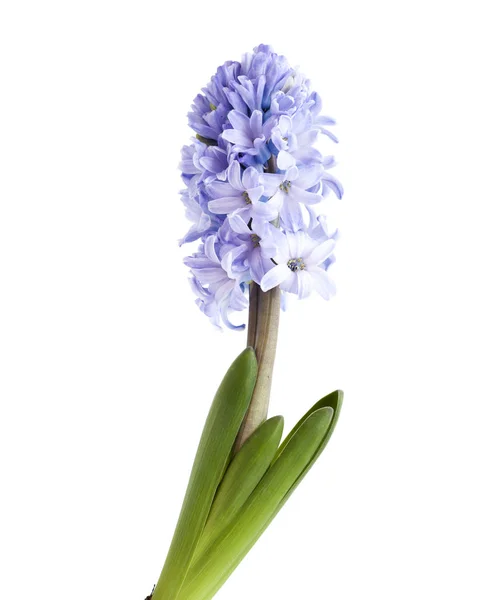 Blue Hyacinth isolated on white — Stock Photo, Image