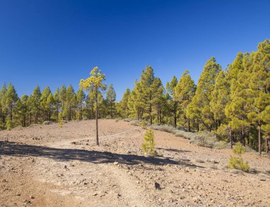 Büyük Kanarya, Ocak
