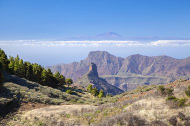 Büyük Kanarya, Ocak
