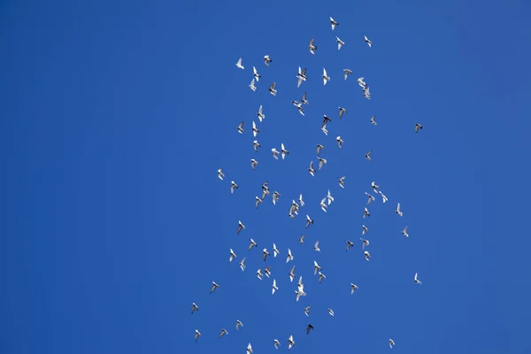 Flock of flying pigeons — Stock Photo, Image