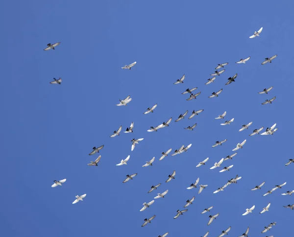 Schwarm fliegender Tauben — Stockfoto