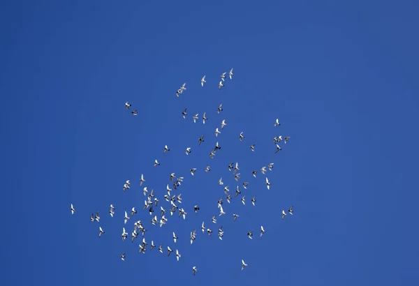 Flock of flying pigeons — Stock Photo, Image