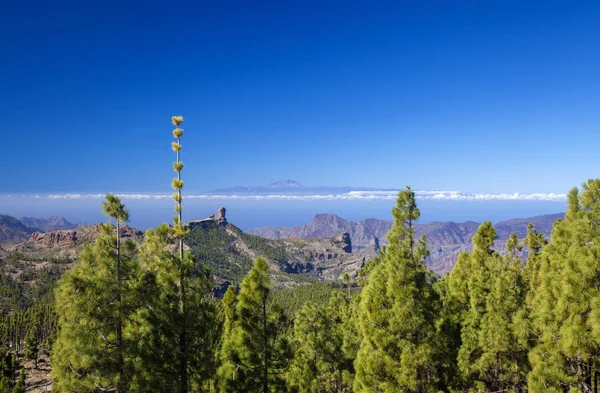 Gran Canaria, enero —  Fotos de Stock