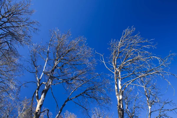 Burnt trees against blue sky — 스톡 사진