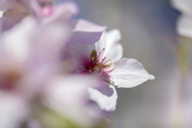 Badem çiçeği arkaplanı