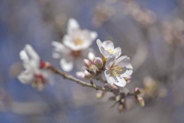 Badem çiçeği arkaplanı