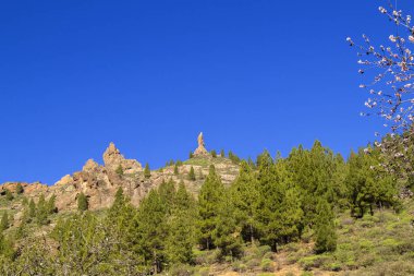 Büyük Kanarya, Ocak