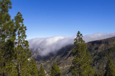 Büyük Kanarya, Ocak