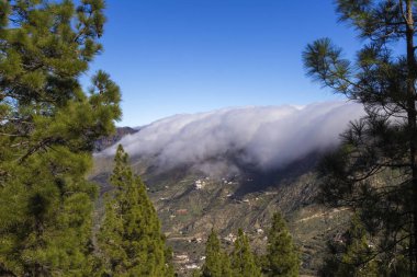 Büyük Kanarya, Ocak