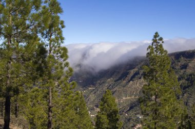 Büyük Kanarya, Ocak