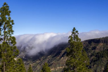 Büyük Kanarya, Ocak