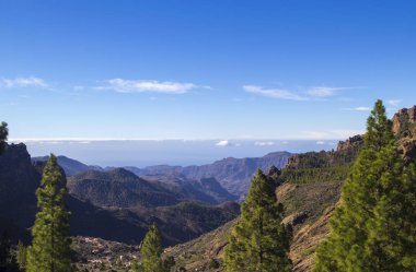 Büyük Kanarya, Ocak