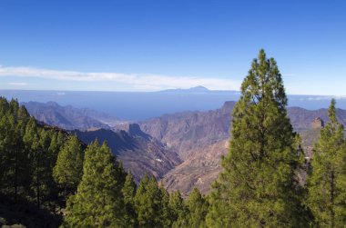 Büyük Kanarya, Ocak