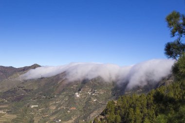 Büyük Kanarya, Ocak