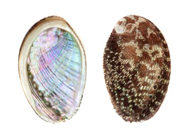 Yeşil ormer, Haliotis tuberculata