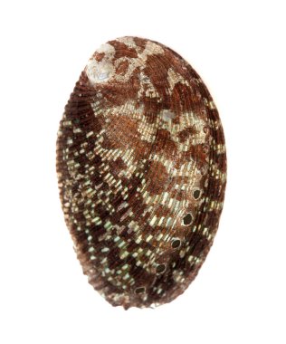Yeşil ormer, Haliotis tuberculata